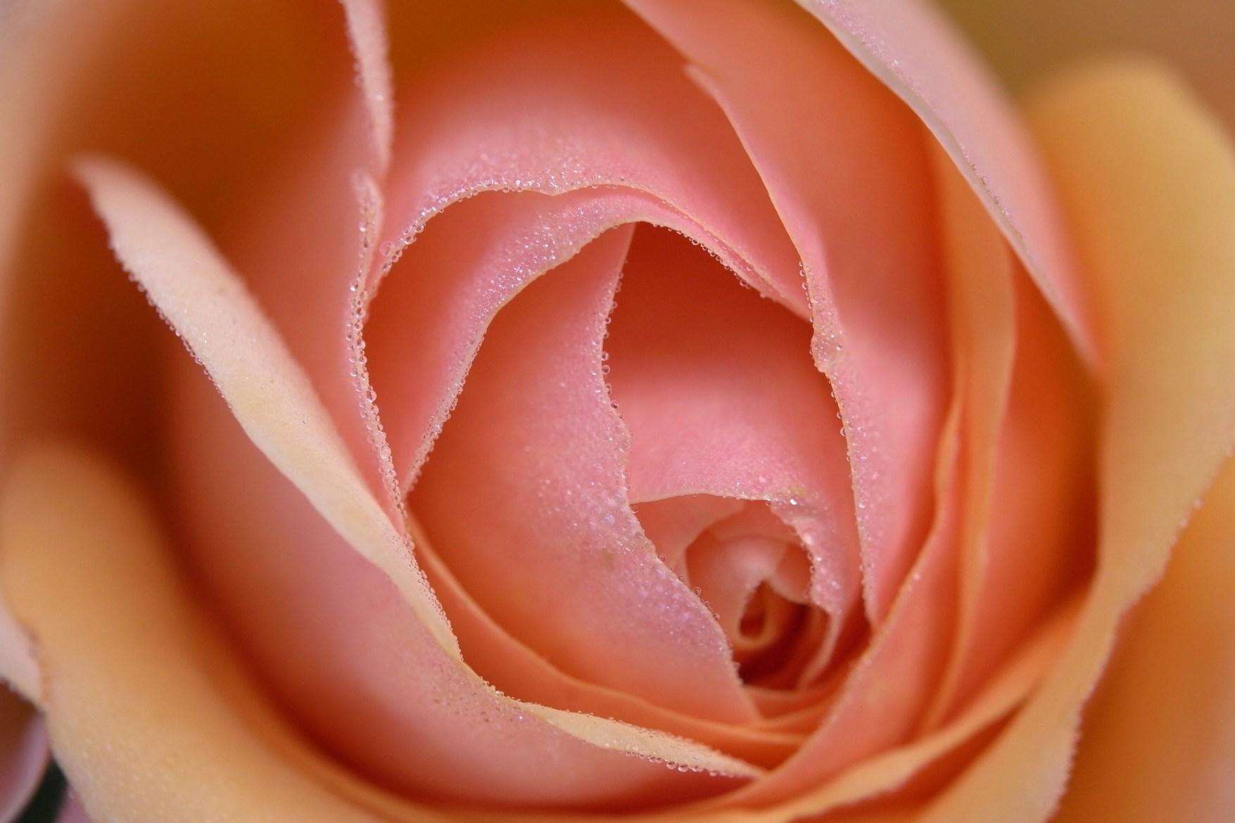 Leica 發(fā)布 Elpro 52 高品質(zhì)近攝鏡頭，工藝精湛，堪稱完美！-鋒巢網(wǎng)