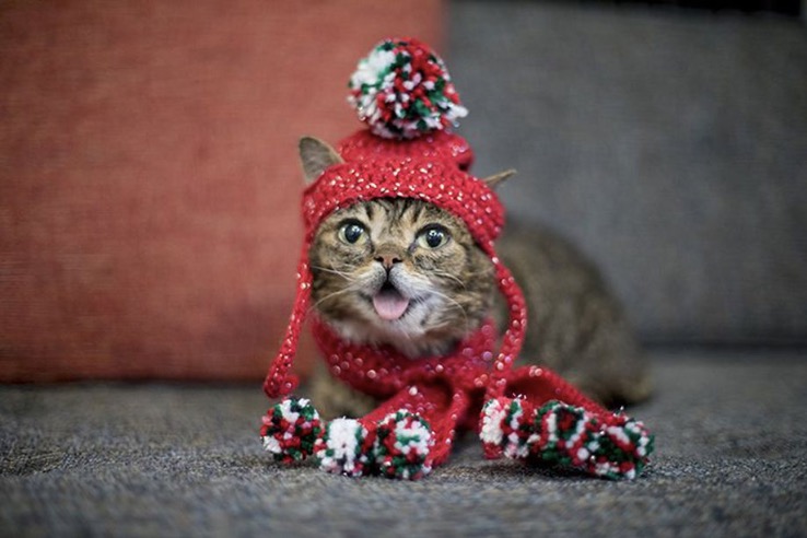 網(wǎng)紅貓咪Lil Bub去世了-鋒巢網(wǎng)