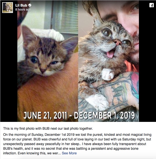 網(wǎng)紅貓咪Lil Bub去世了-鋒巢網(wǎng)