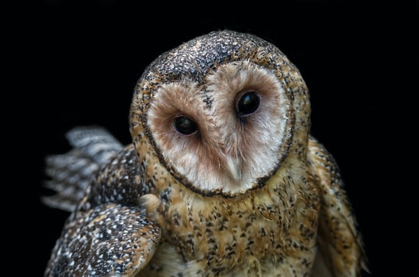 被中國(guó)式催婚逼瘋的年輕人-鋒巢網(wǎng)