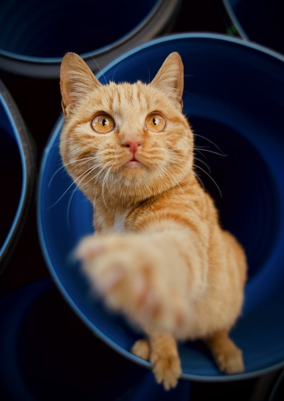 90后打工人：只想戀愛不想結(jié)婚，用養(yǎng)貓代替生娃-鋒巢網(wǎng)