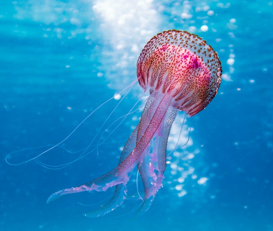 互聯(lián)網(wǎng)大廠“媚青”AB面-鋒巢網(wǎng)