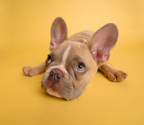 寶，你懂舔狗文學(xué)嗎？-鋒巢網(wǎng)